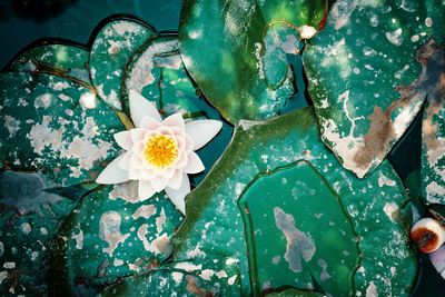 Close-up of flowering plant