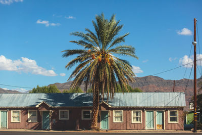 Low angle view of palm trees against sky