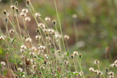 Close-up of flowering plant on field