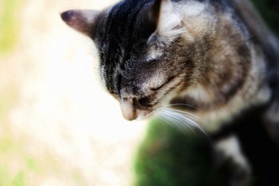 Close-up of cat
