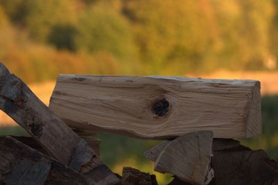 Close-up of wooden log in forest