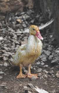 Close-up of a bird