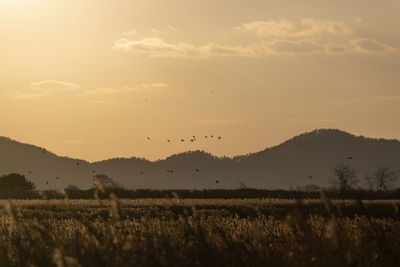 Scenic view of field against sky during sunset