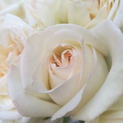 Close-up of rose bouquet