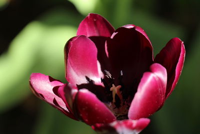 Close-up of red tulip