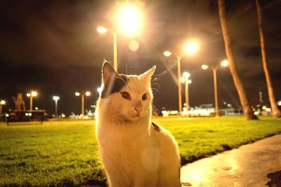 Close-up of cat sitting on field against sky at night