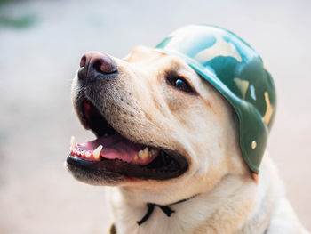 Close-up of dog with helmet