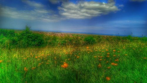 Plants growing on field against cloudy sky