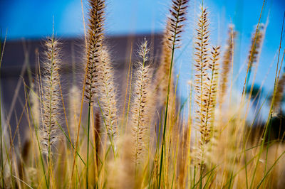 Close-up of stalks in field