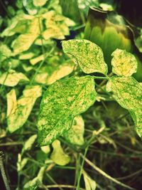 Close-up of plant