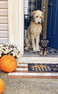 Two dogs in entryway during autumn and fall. 