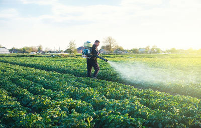 A farmer sprays a solution of copper sulfate on plants of potato bushes. use chemicals 