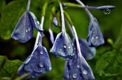 Close-up of water drops on wet leaves