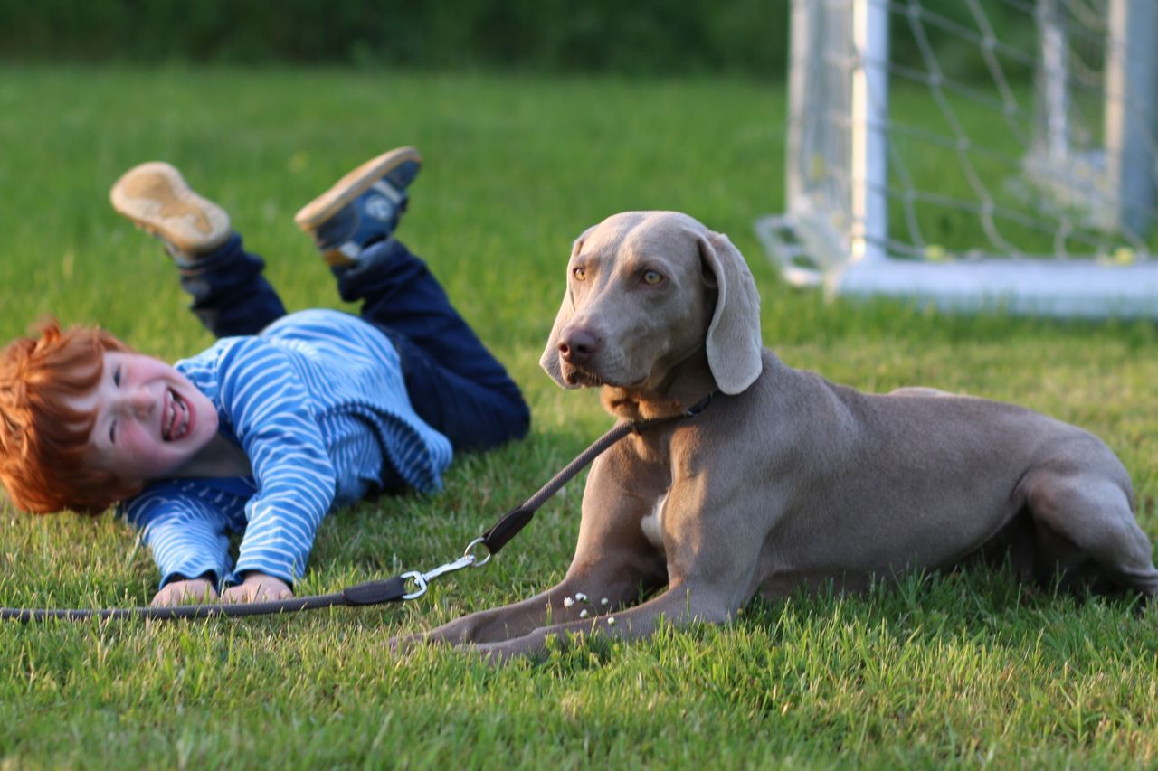 grass, animal themes, togetherness, bonding, leisure activity, field, childhood, lifestyles, love, boys, playing, casual clothing, person, park - man made space, playful, elementary age, grassy, full length