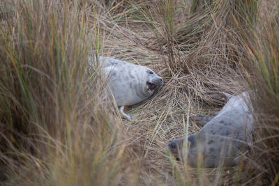 High angle view of a bird