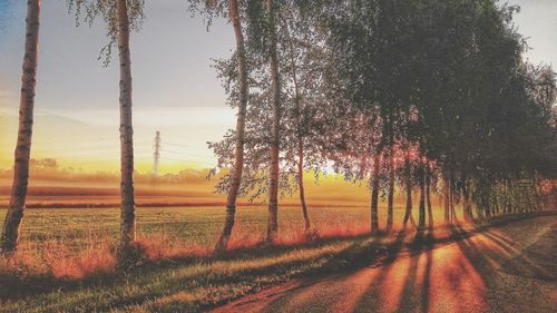 Trees on field against sky during sunset