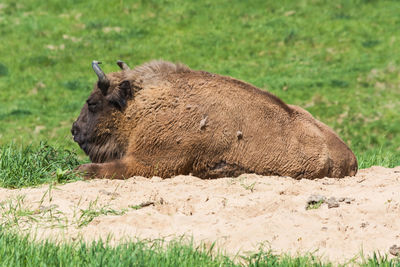 Side view of an animal on field