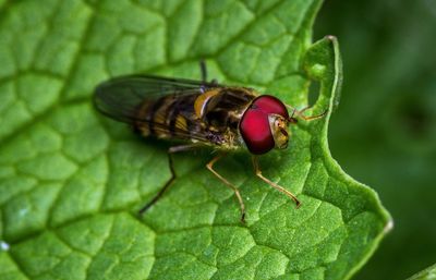 Close-up of fly on leaf