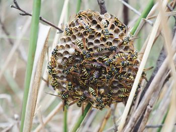 Close-up of wasps nest on leaf