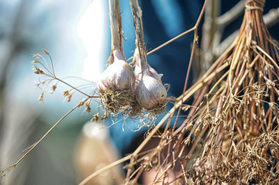 Close-up of birds in nest