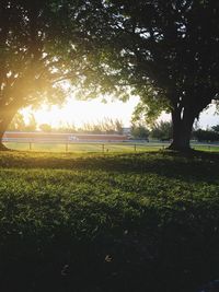 Scenic view of grassy field