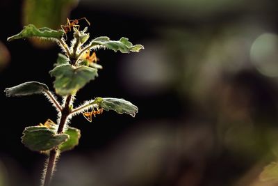 Close-up of plant