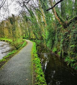 Plants growing in canal amidst trees in forest