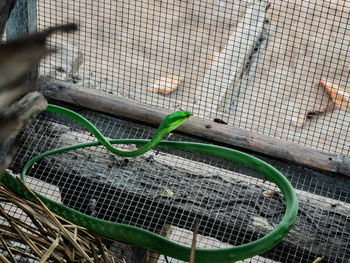 High angle view of insect in cage