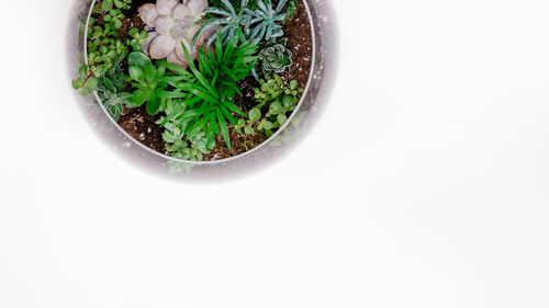 High angle view of plants against white background