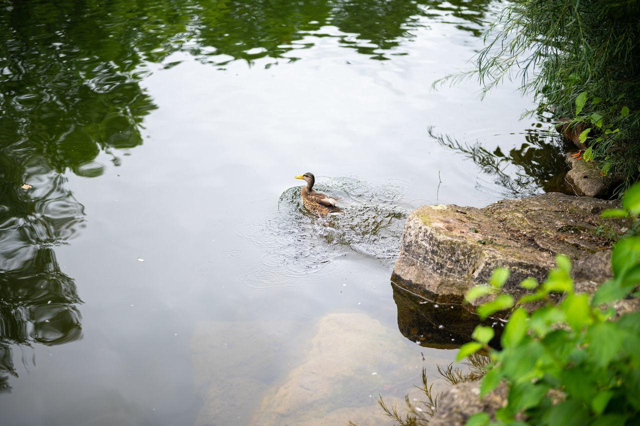 HIGH ANGLE VIEW OF BIRD SWIMMING IN LAKE