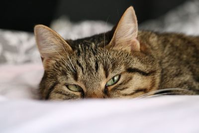 Close-up portrait of cat lying on bed