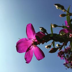 Low angle view of pink flowers in park