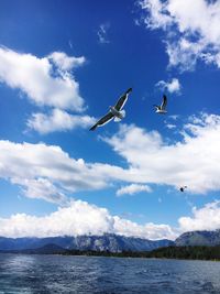 Seagulls flying over lake against sky