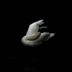 Close-up of swan over black background