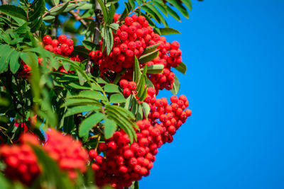 Low angle view of berries growing on tree against sky