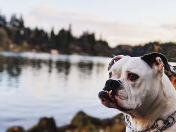 Close-up of dog against sky