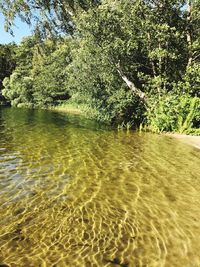 Scenic view of lake in forest