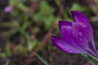 Close-up of purple crocus flower