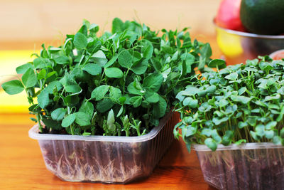 Fresh sprouted greens peas in a containers in the kitchen