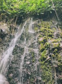 Scenic view of waterfall in forest