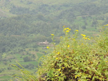 Close-up of yellow flowers growing in field