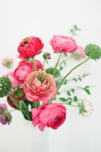 Close-up of pink flowers