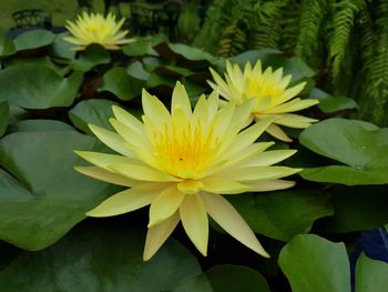 Close-up of yellow water lily