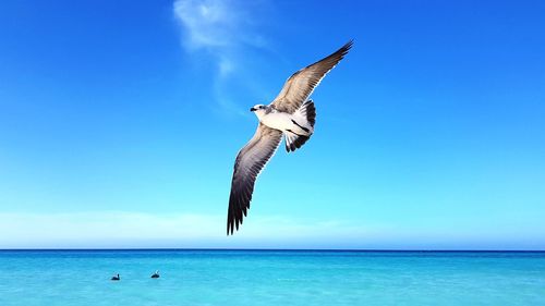 Seagulls flying over sea against clear blue sky