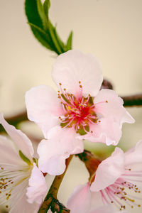 Close-up of white cherry blossoms