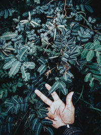 High angle view of hand touching leaves