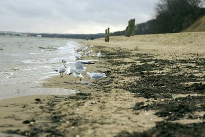 Seagulls at beach against sky