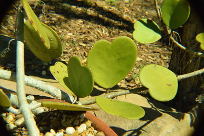 Close-up of plant growing on tree trunk