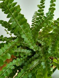 Close-up of fresh green leaves