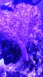 Close-up of jellyfish swimming in sea